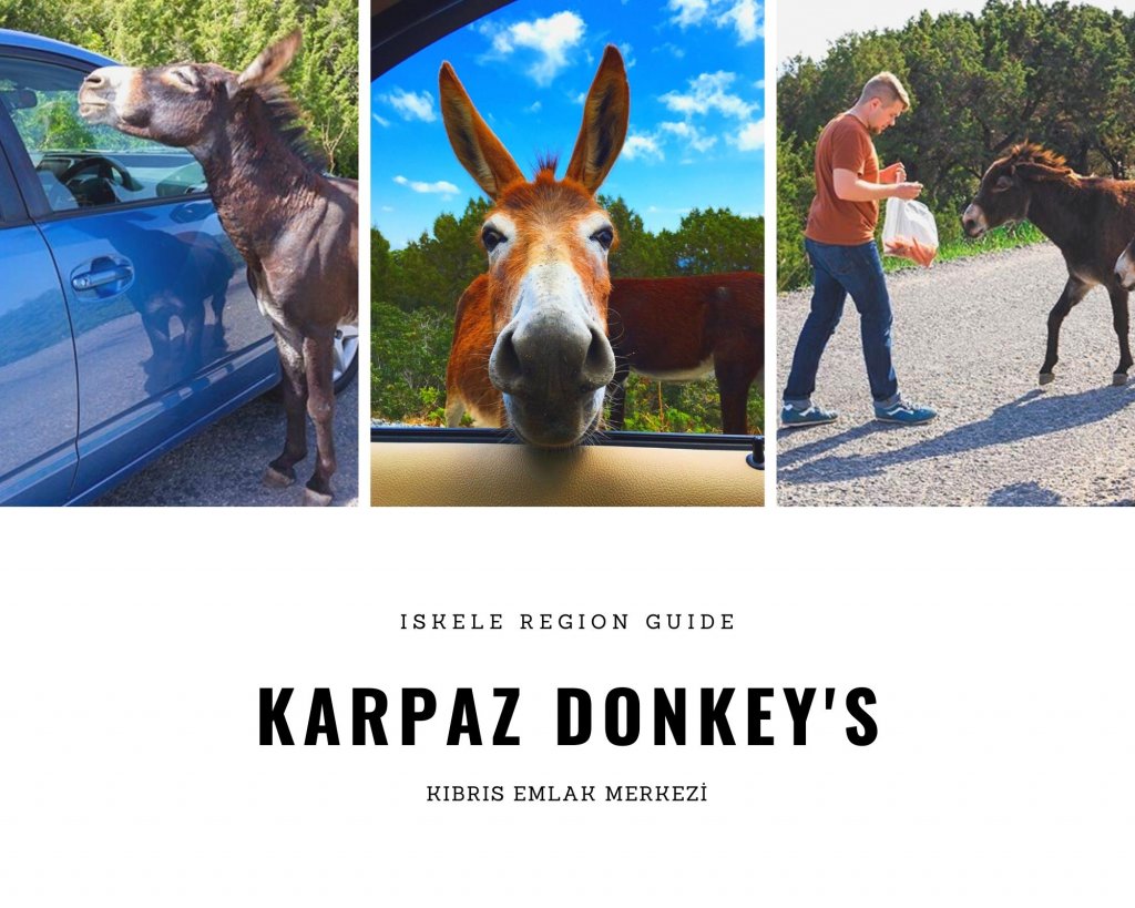 cyprus-donkey-karpaz